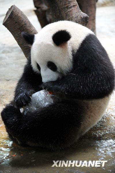 "Của gấu trúc đấy, không cho ai đâu".