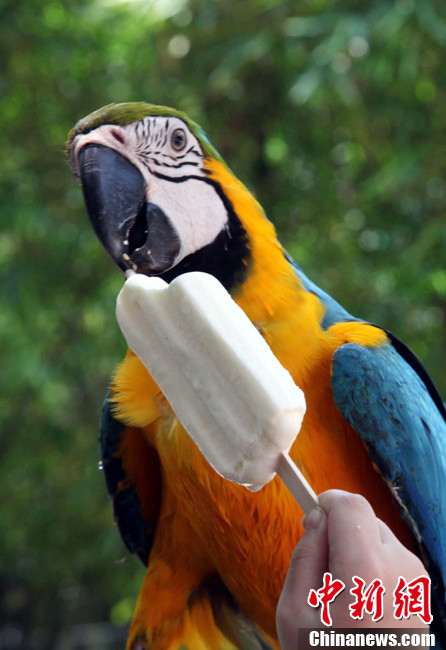 Chú vẹt này bao giờ mới ăn hết một que kem?