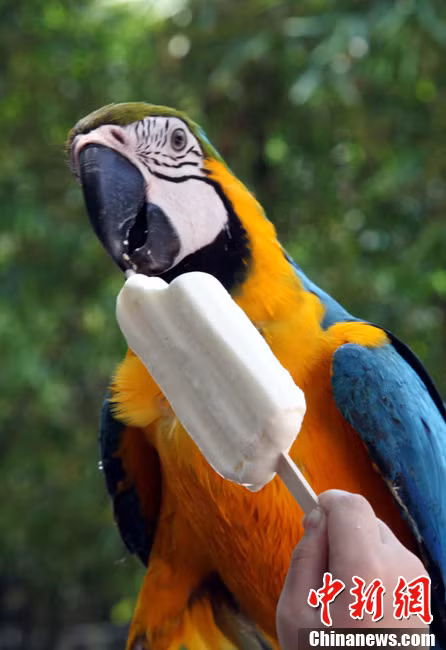 Chú vẹt này bao giờ mới ăn hết một que kem?