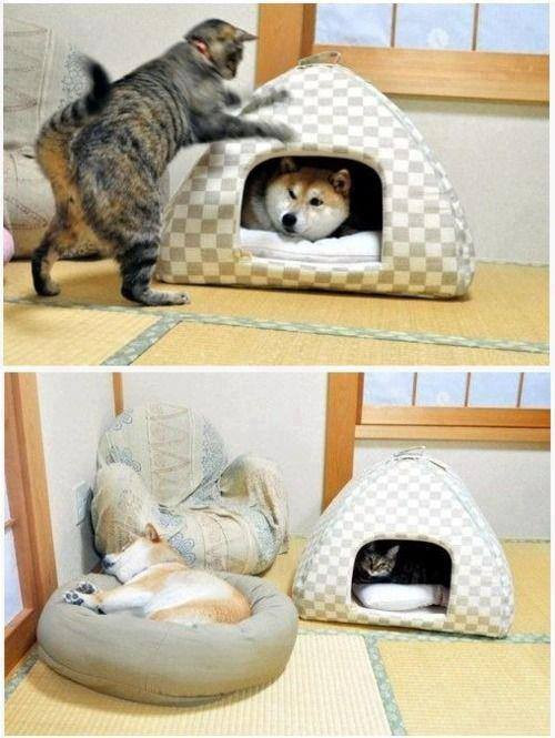 Dám chiếm chỗ của mèo à!