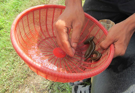 Dùng tay trần để bốc đỉa là chuyện thường tình của "thợ săn bắt đỉa".