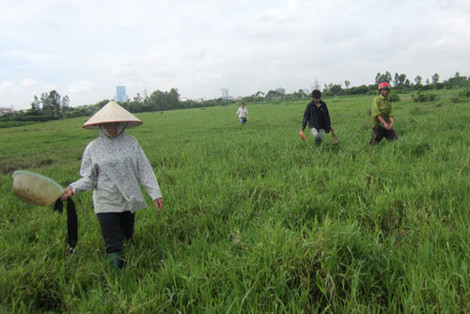 Nhiều ngày nay, cánh đồng ở xã Cổ Nhuế ngày nào cũng tấp nập người đi bắt đỉa.
