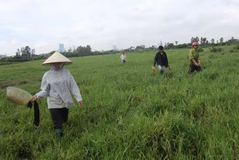 Nhiều ngày nay, cánh đồng ở xã Cổ Nhuế ngày nào cũng tấp nập người đi bắt đỉa.