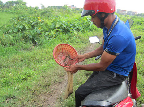 "Thợ đỉa" quê ở Phú Thọ này cho biết thường bắt được chừng nửa ký đỉa trong một buổi sáng ở cánh đồng xã Cổ Nhuế. Ngày mưa, trời mát, có thể bắt được nhiều hơn. Ảnh: Nguyệt Linh