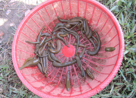 Thành quả sau chừng chưa đầy 30 phút bắt đỉa của một "thợ đỉa" đến từ Vĩnh Phúc trên cánh đồng xã Cổ Nhuế.