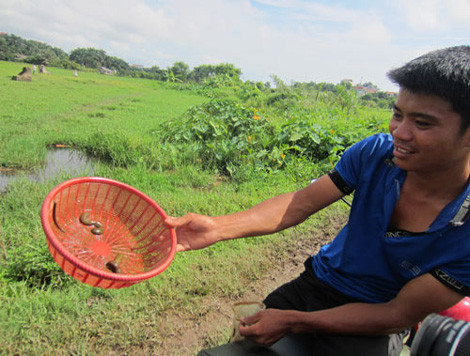 Mỗi lần vục rổ thường bắt được ít nhất 3 con đỉa.