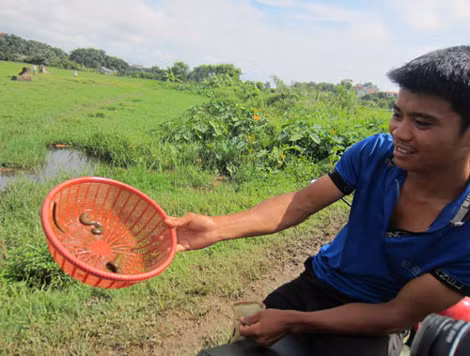 Mỗi lần vục rổ thường bắt được ít nhất 3 con đỉa.