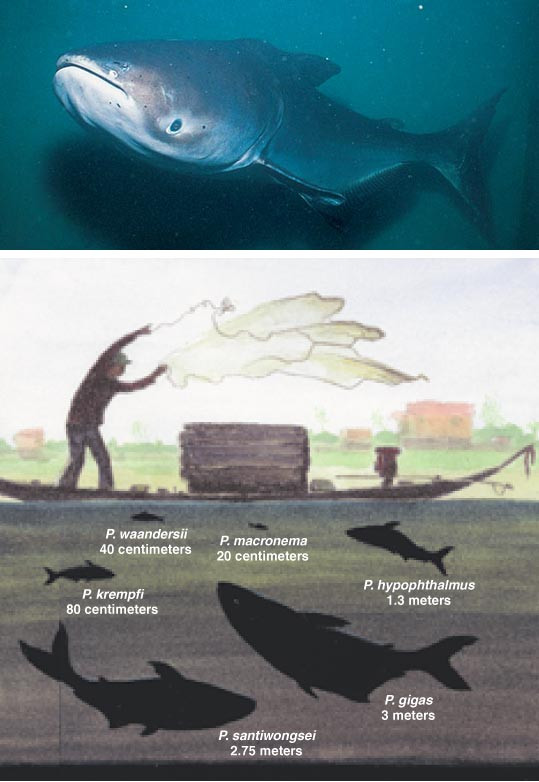 6 "thủy quái" nước ngọt đáng sợ nhất sông Mê Kông - Hình 4 6