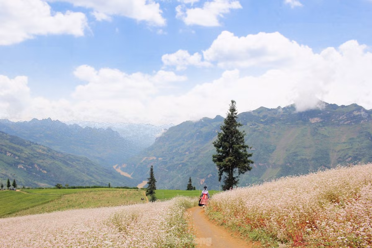 Những năm gần đây, Suôi Thầu được biết đến là một trong những thảo nguyên đẹp bậc nhất Việt Nam.