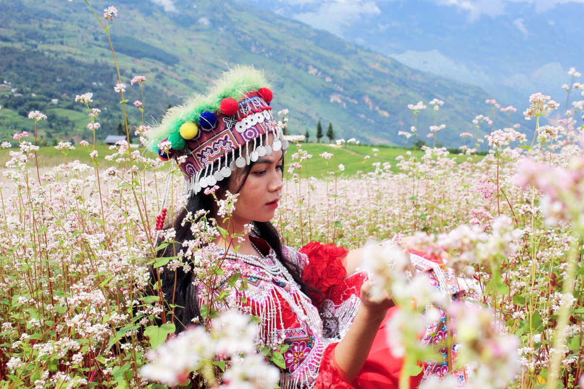 Nhiều người cũng bật mí rằng hoa Tam giác mạch đẹp nhất là khi vào độ sắp tàn, chuyển màu từ trắng sang phớt hồng rồi đỏ thẫm.