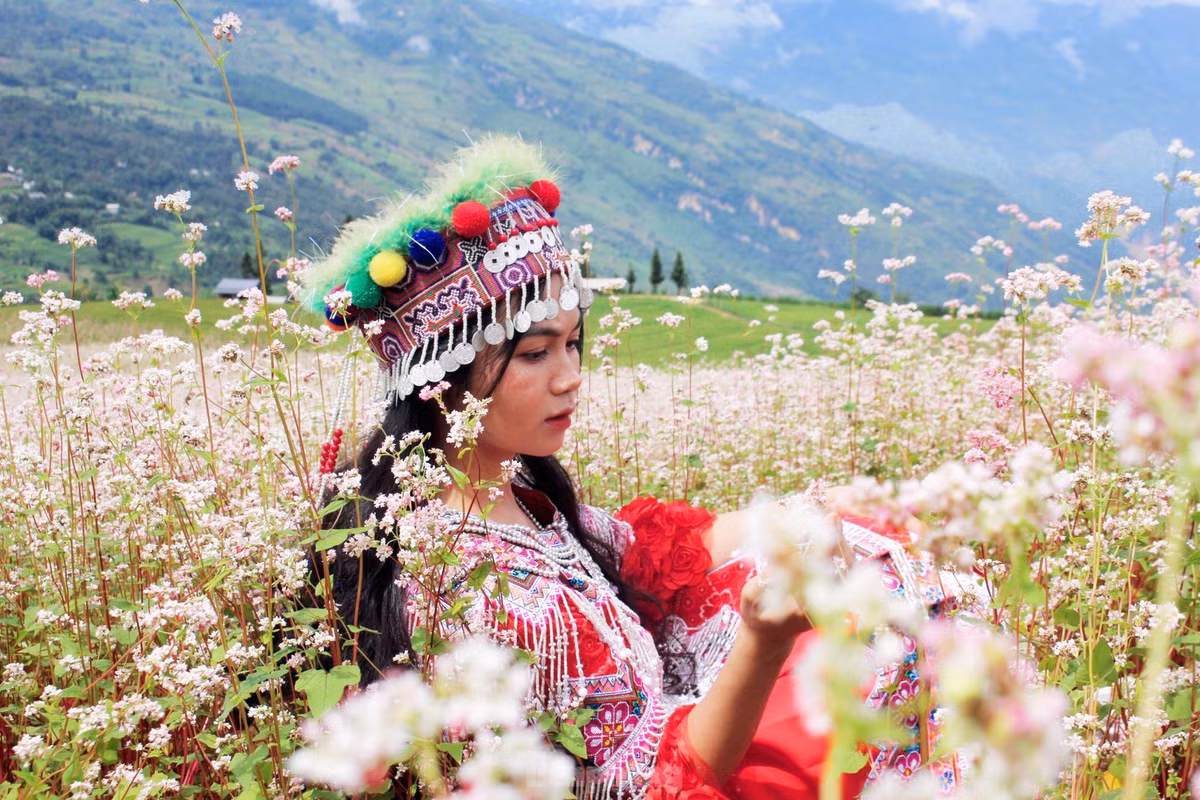 Nhiều người cũng bật mí rằng hoa Tam giác mạch đẹp nhất là khi vào độ sắp tàn, chuyển màu từ trắng sang phớt hồng rồi đỏ thẫm.