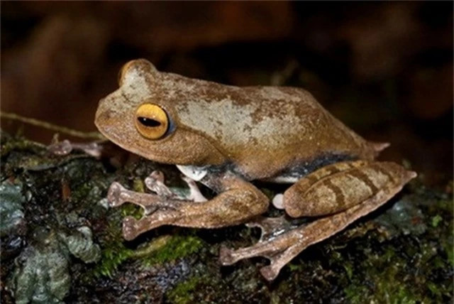 Đây là loài ếch đầu tiên trên thế giới được phát hiện có răng nanh.