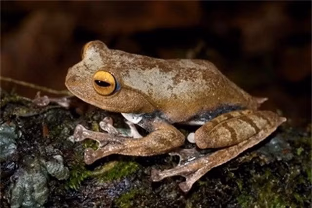 Đây là loài ếch đầu tiên trên thế giới được phát hiện có răng nanh.