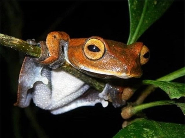 Cũng vì những đặc điểm độc lạ đó mà loài ếch này được đặt tên là ếch bay ma cà rồng, có tên khoa học là Rhacophorus vampyrus. Được biết, trong giai đoạn nòng nọc, ếch bay ma cà rồng sẽ có 2 chiếc răng nhanh màu đen trong miệng, giống hệt hình tượng quỷ hút máu trong truyền thuyết phương Tây.