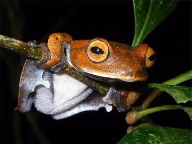 Cũng vì những đặc điểm độc lạ đó mà loài ếch này được đặt tên là ếch bay ma cà rồng, có tên khoa học là Rhacophorus vampyrus. Được biết, trong giai đoạn nòng nọc, ếch bay ma cà rồng sẽ có 2 chiếc răng nhanh màu đen trong miệng, giống hệt hình tượng quỷ hút máu trong truyền thuyết phương Tây.