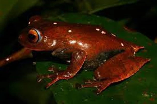 Ngoài khác biệt về ngoại hình trên, ếch bay ma cà rồng cũng có tập quán sinh sống giống những loài ếch khác, thường sống trong những vũng nước nhỏ trên hốc thân cây. Dù tên gắn với ma cà rồng, cũng có răng nanh nhưng loài ếch này không hút máu động vật hay người để sống.