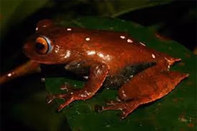 Ngoài khác biệt về ngoại hình trên, ếch bay ma cà rồng cũng có tập quán sinh sống giống những loài ếch khác, thường sống trong những vũng nước nhỏ trên hốc thân cây. Dù tên gắn với ma cà rồng, cũng có răng nanh nhưng loài ếch này không hút máu động vật hay người để sống.