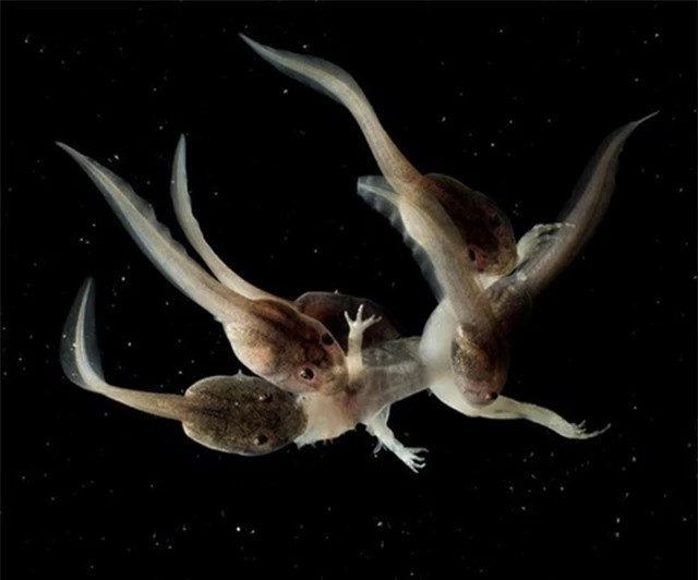 Đến hiện tại, ếch bay ma cà rồng vẫn đang đứng đầu trong danh sách những loài ếch kỳ quái nhất thế giới. Điều đáng nói là giới khoa học vẫn chư thể tìm hiểu được chức năng, vai trò thật sự của cặp răng nanh trong miệng chúng.