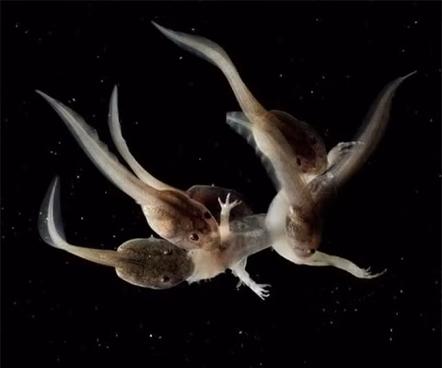 Đến hiện tại, ếch bay ma cà rồng vẫn đang đứng đầu trong danh sách những loài ếch kỳ quái nhất thế giới. Điều đáng nói là giới khoa học vẫn chư thể tìm hiểu được chức năng, vai trò thật sự của cặp răng nanh trong miệng chúng.