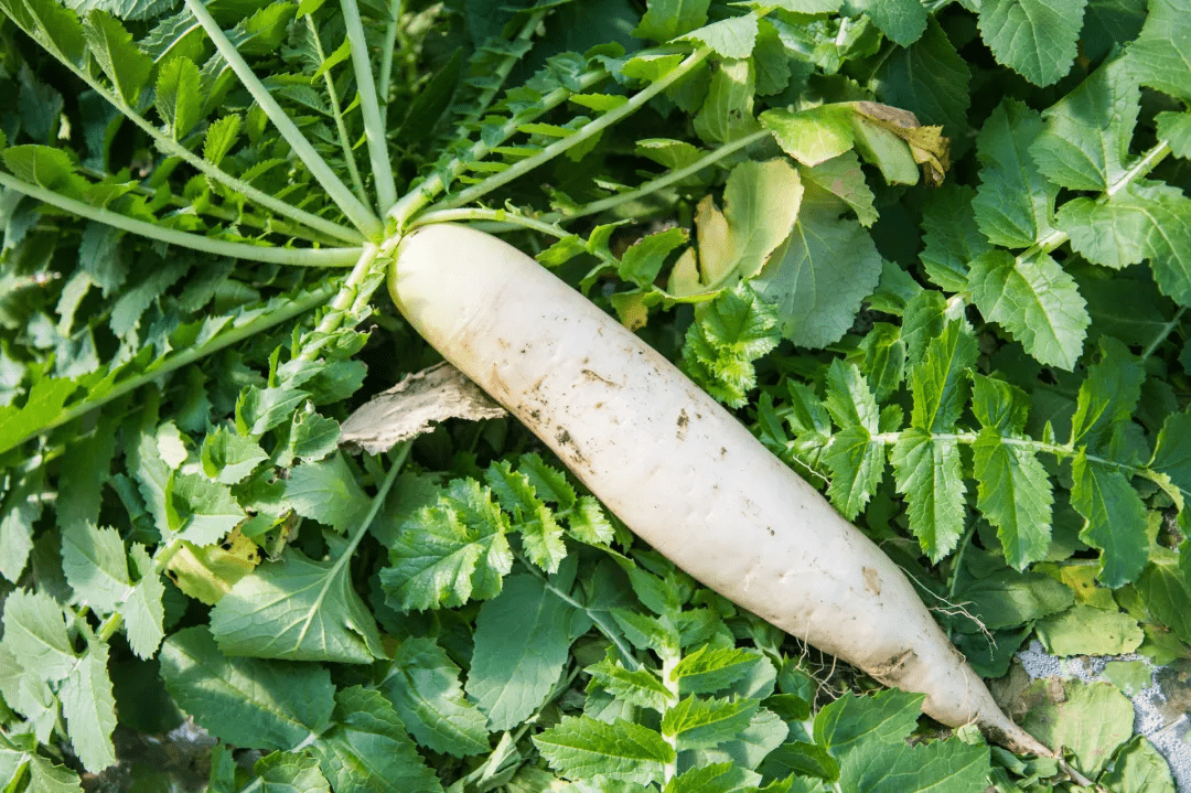 Mach ban mon ngon tu la cu cai say kho cuc giau dinh duong-Hinh-2