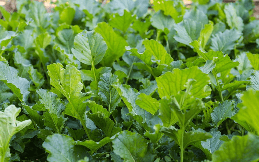 Mach ban mon ngon tu la cu cai say kho cuc giau dinh duong-Hinh-3