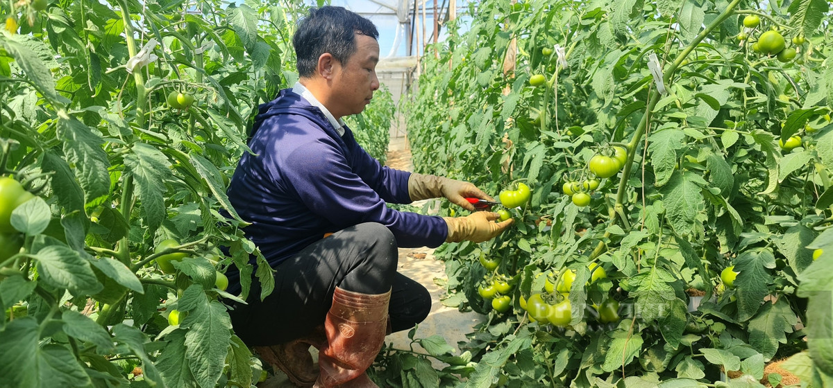Bỏ phố về quê trồng cà chua kiếm hàng trăm triệu/năm - Hình 2 Bo pho ve que trong ca chua kiem hang tram trieu/nam-Hinh-2