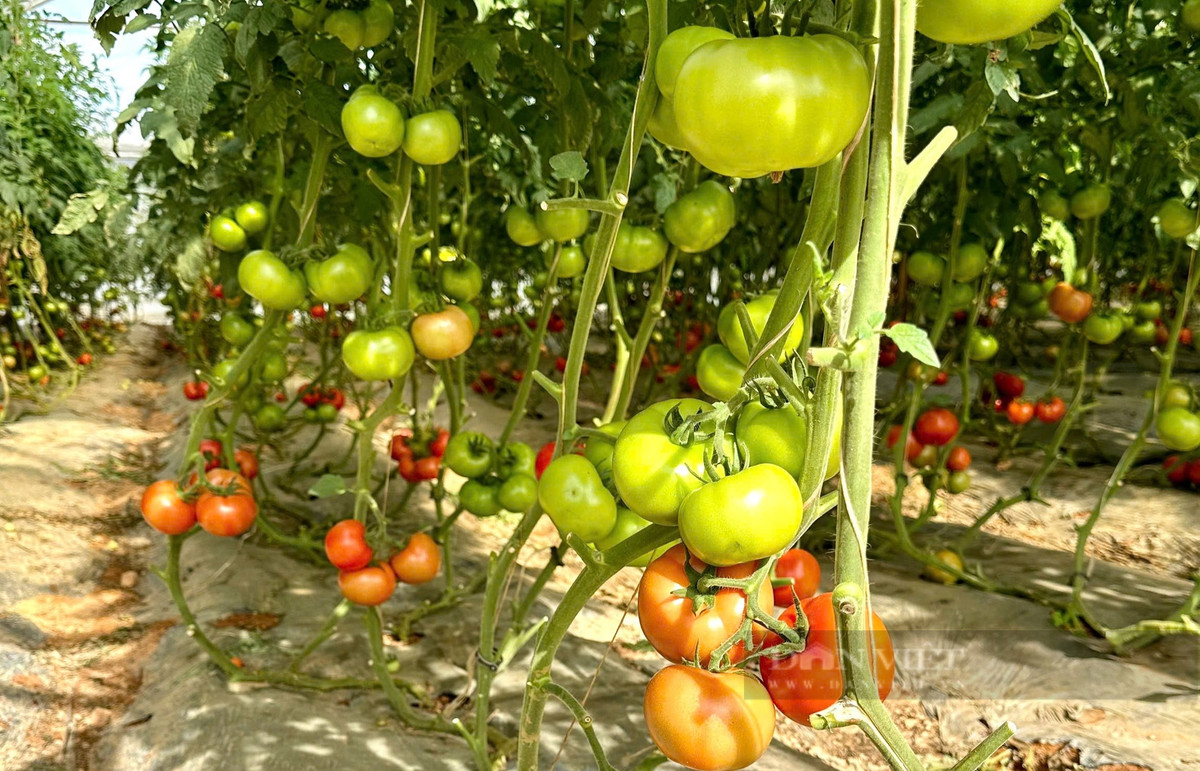 Bỏ phố về quê trồng cà chua kiếm hàng trăm triệu/năm - Hình 6 Bo pho ve que trong ca chua kiem hang tram trieu/nam-Hinh-6