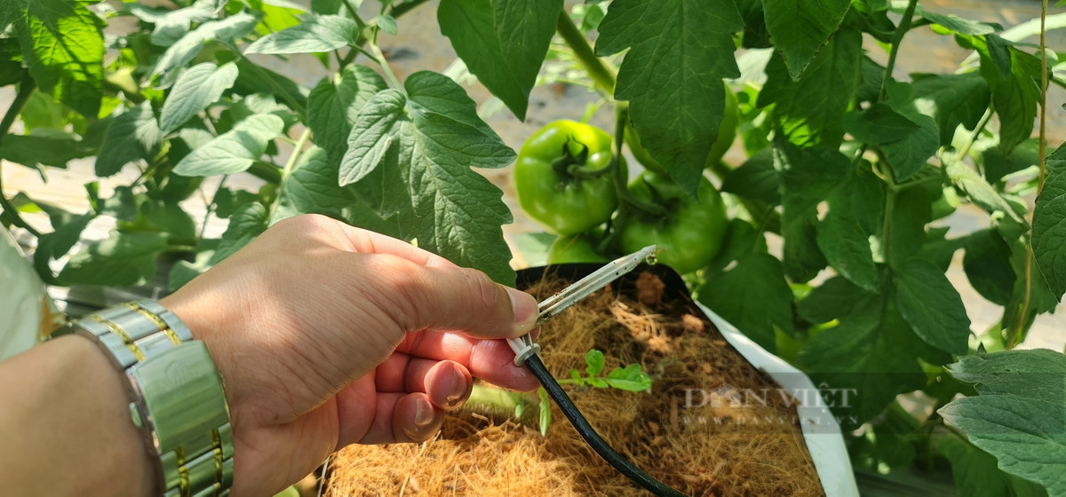 Bỏ phố về quê trồng cà chua kiếm hàng trăm triệu/năm - Hình 4 Bo pho ve que trong ca chua kiem hang tram trieu/nam-Hinh-4