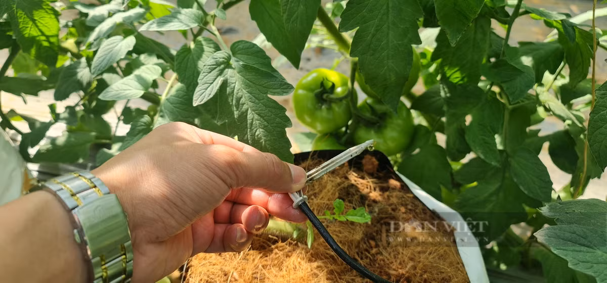 Bo pho ve que trong ca chua kiem hang tram trieu/nam-Hinh-4