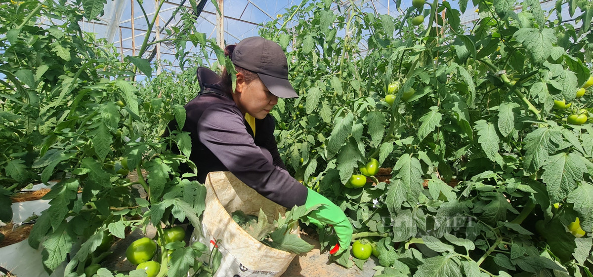 Bỏ phố về quê trồng cà chua kiếm hàng trăm triệu/năm - Hình 3 Bo pho ve que trong ca chua kiem hang tram trieu/nam-Hinh-3