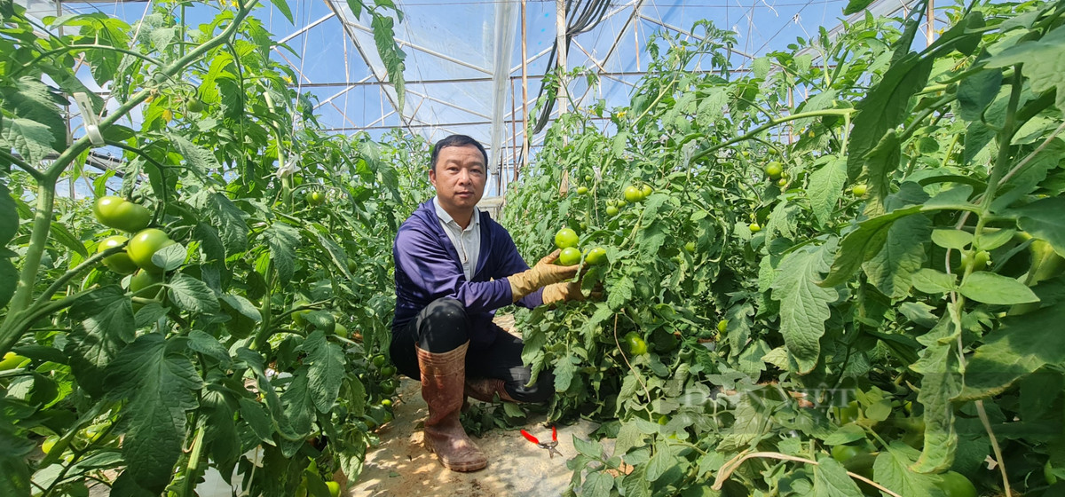 Bo pho ve que trong ca chua kiem hang tram trieu/nam