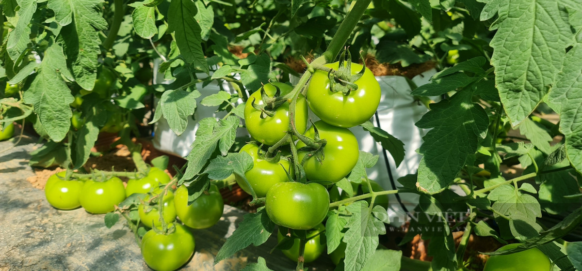 Bỏ phố về quê trồng cà chua kiếm hàng trăm triệu/năm - Hình 5 Bo pho ve que trong ca chua kiem hang tram trieu/nam-Hinh-5