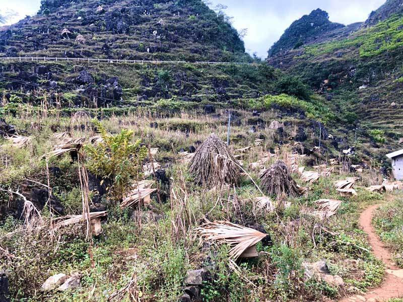Dac san cao nguyen da: Mat ong bac ha xin, tien trieu van kho mua-Hinh-3