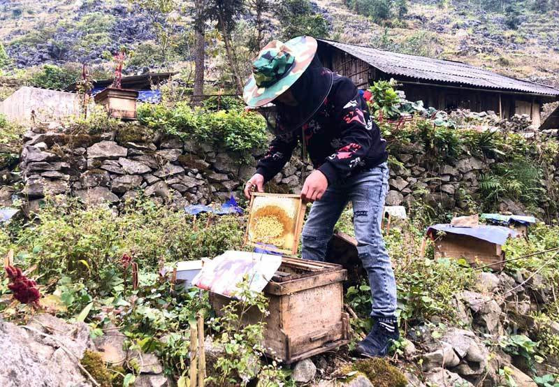Dac san cao nguyen da: Mat ong bac ha xin, tien trieu van kho mua-Hinh-6
