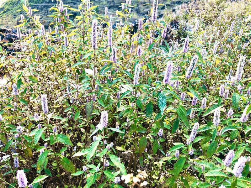 Dac san cao nguyen da: Mat ong bac ha xin, tien trieu van kho mua