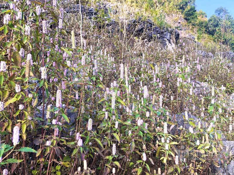 Dac san cao nguyen da: Mat ong bac ha xin, tien trieu van kho mua-Hinh-2
