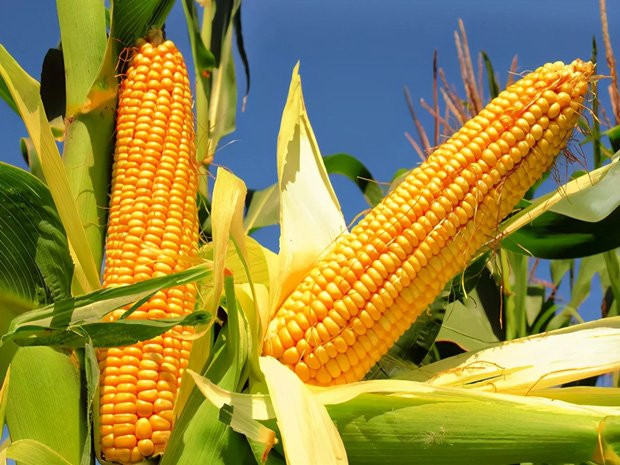 Thực phẩm bồi bổ gan tốt nhất, đừng vội bỏ lỡ kẻo tiếc hùi hụi Thuc pham boi bo gan tot nhat, dung voi bo lo keo tiec hui hui