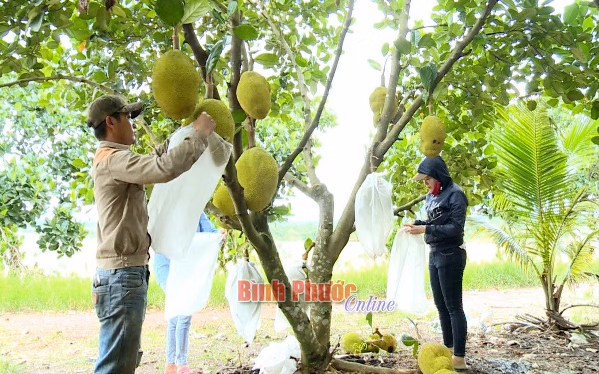 Trong mit gi ra nhieu trai nut ca cay, ai cung che ban gia re ma van dut tui 4 ty/nam-Hinh-2