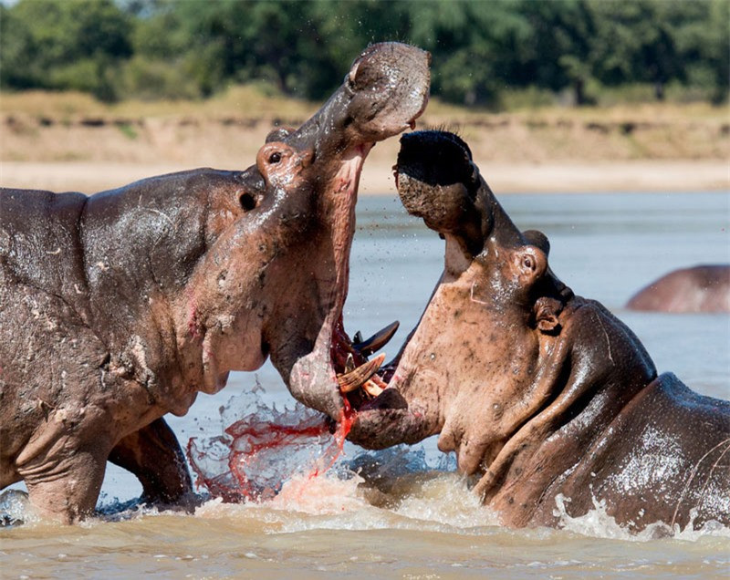Theo tiết lộ của Missouri, sở dĩ 2 con hà mã này đánh nhau là do chúng muốn phân chia lãnh thổ. Hai con hà mã này chẳng ai chịu nhường ai. Máu me chảy đầy miệng vì cuộc chiến này.