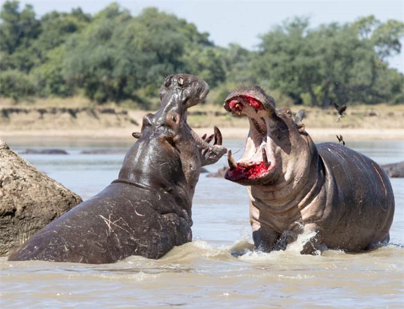 Nhiếp ảnh gia Joe Missouri đã vô tình ghi lại được cuộc chiến kinh hoàng giữa 2 con hà mã ở công viên quốc gia Nam Luangwa, Cộng hòa Zambia.