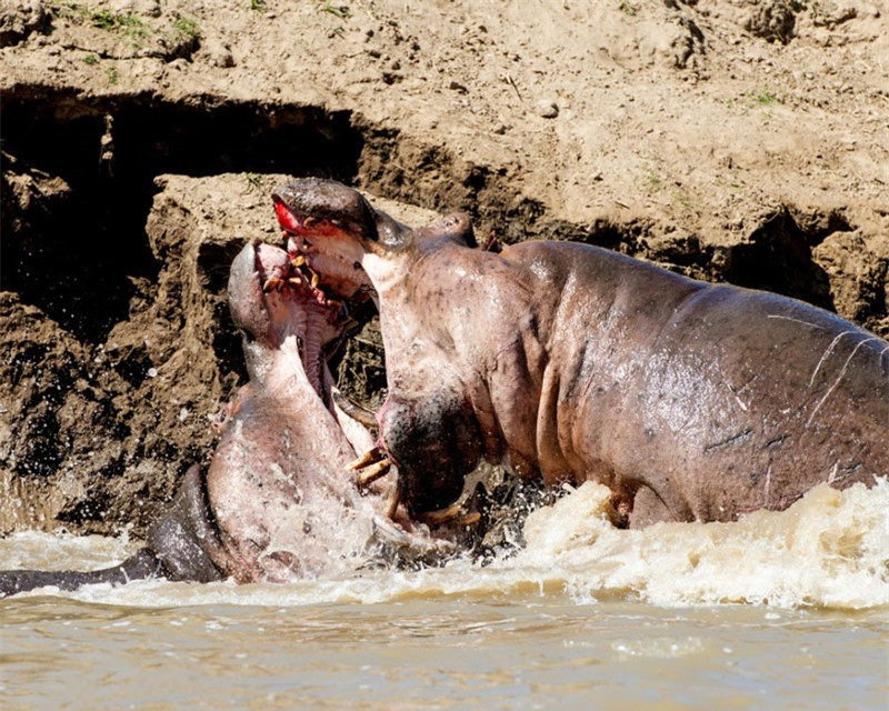 Tuy mất máu và sức, nhưng cuộc chiến này lại không thể tìm được người chiến thắng.