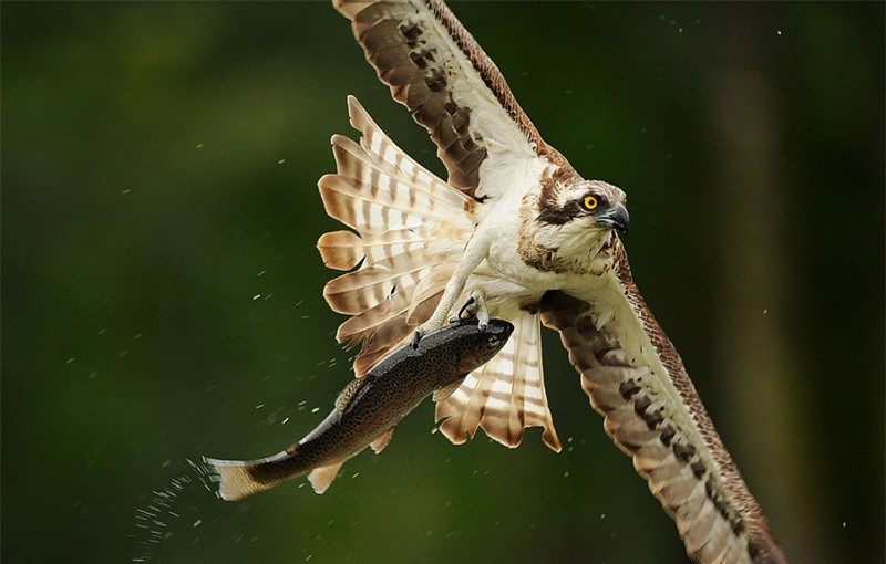 Bức ảnh này cho ta thấy đại bàng có ánh mắt rất sắc bén.