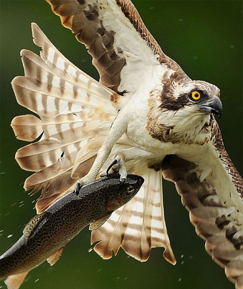 Ngay sau khi bắt được cá, chú đại bàng này lập tức rời đi kiếm chỗ đánh chén.