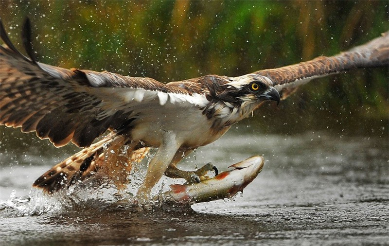 Móng chân của đại bàng rất sắc khi chúng bấu vào da thịt con mồi.