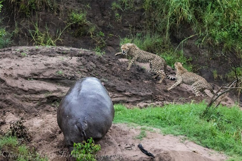 Quá điên tiết vì bị coi thường, hà mã đuổi 3 con báo chạy té khói.