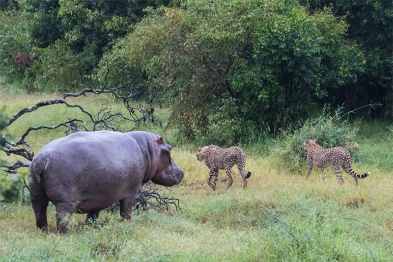 Theo tiết lộ của Paul Goldstein, anh dành thời gian theo chân 3 con báo đốm và phát hiện chúng đang có ý định di chuyển qua con suối nhỏ, nơi mà hà mã coi là lãnh thổ của mình.