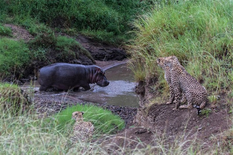 Ba con báo đốm không thèm để ý đến sự tồn tại của hà mã mà băng băng qua suối. Tuy nhiên, kế hoạch của chúng đã bị "phá sản" khi bị hà mã chặn lại.