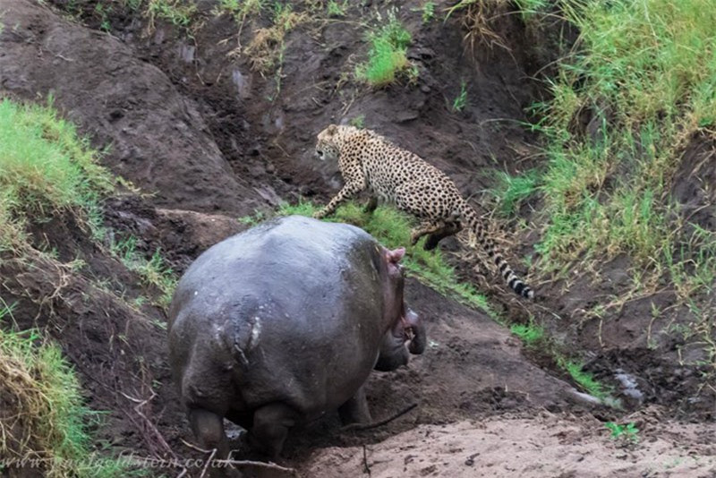 Dù là động vật ăn thịt nhưng 3 con báo đốm vẫn e sợ trước thân hình to lớn của hà mã.