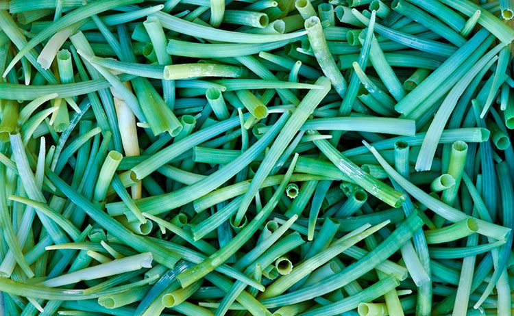 hân xẻng ngà voi phổ biến ở các vùng biển toàn thế giới, nhưng ít người biết đến sự tồn tại của loài động vật này vì chúng sống xa bờ và vùi mình dưới đáy biển.