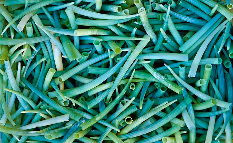 Chân xẻng ngà voi phổ biến ở các vùng biển toàn thế giới, nhưng ít người biết đến sự tồn tại của loài động vật này vì chúng sống xa bờ và vùi mình dưới đáy biển.